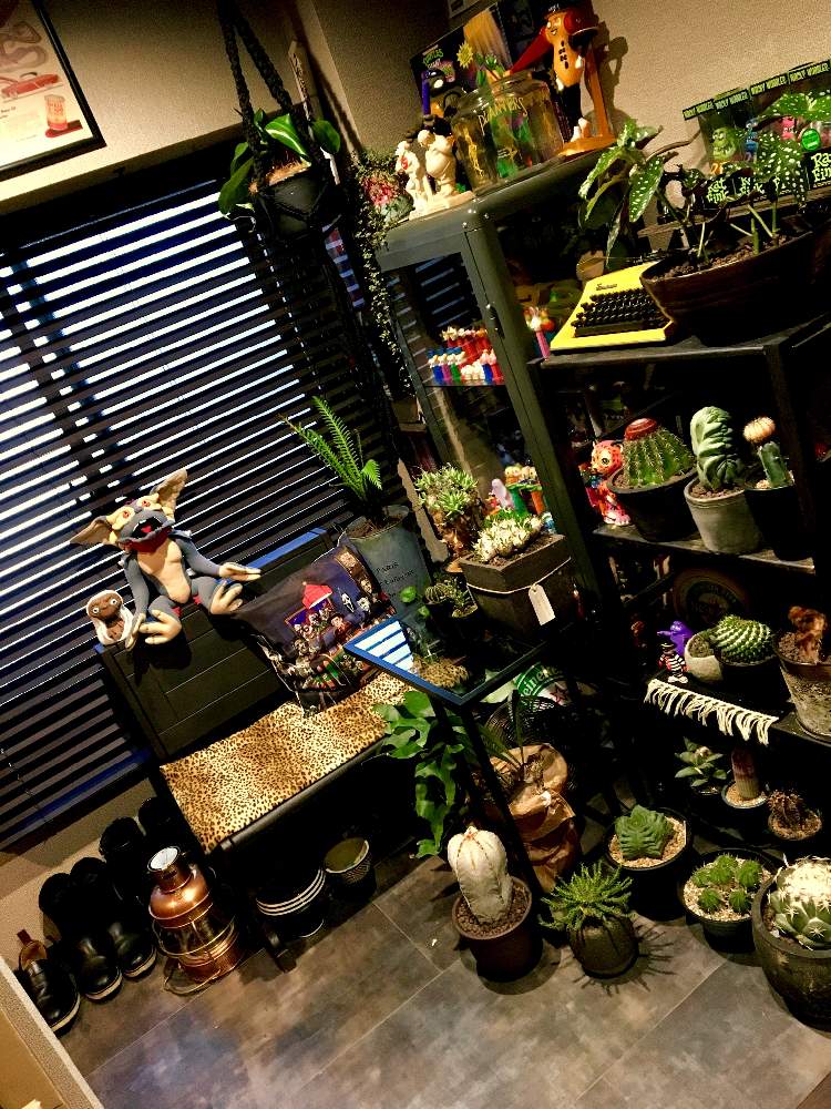 部屋の画像 by マーロンさん | 部屋とサボテン☆と木立性ベゴニアとアストロフィツム 恩塚ランポーとでっかいサボテンとお気に入りの場所とお気に入り室内ボタニカルスポットとユーフォルビア・ゴルゴニスとインテリアと植物とチレコドン 万物想と土間とメロカクタス属と 恵比寿笑い と亀甲ヘキルリと姫雲