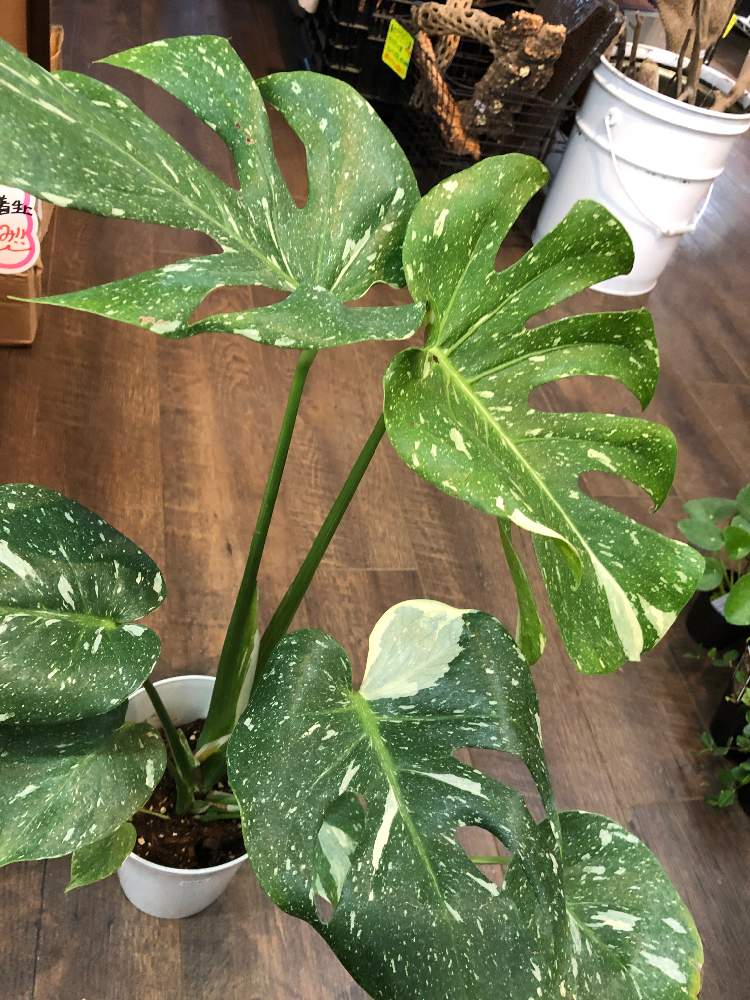 インテリアの画像 by ファニープランツさん | インテリアと斑入りモンステラと観葉植物と栃木県