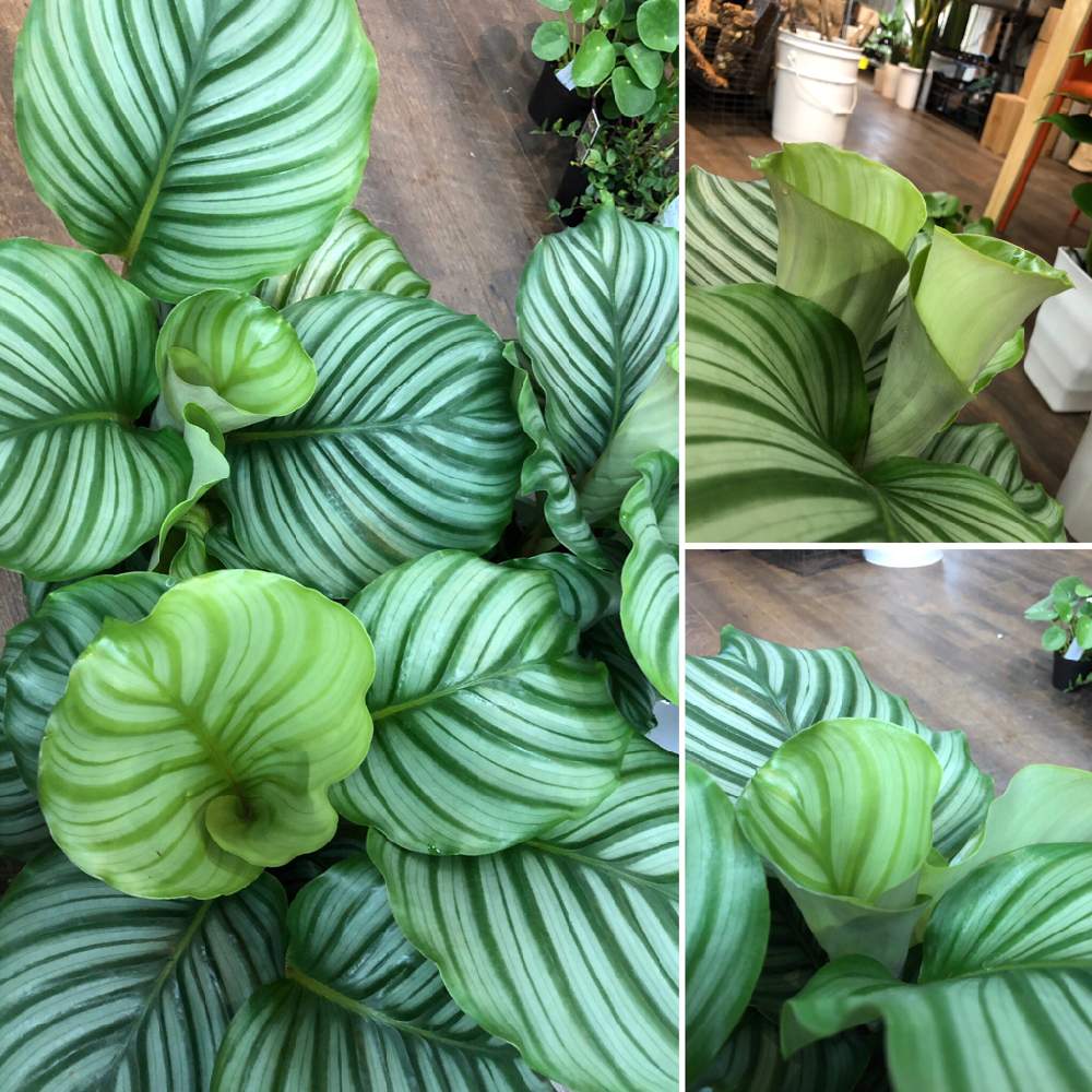インテリアの画像 by ファニープランツさん | インテリアとカラテア・オルビフォリアと観葉植物と栃木県