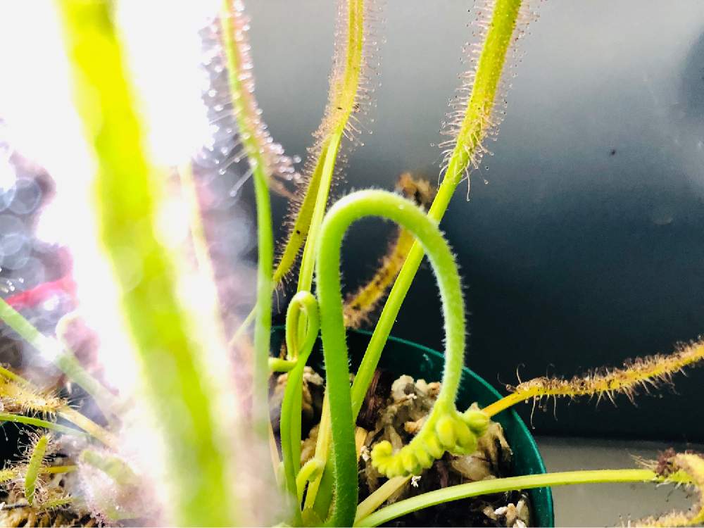 部屋の画像 by フミヤンさん | 部屋と食虫植物と カペンシスとアフリカナナガバモウセンゴケ