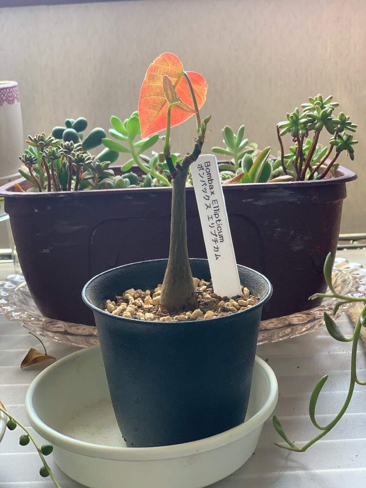 部屋の画像 by ぼのぼのさん | 部屋とボンバックス エリプチカムと多肉植物とみどりのある暮らしとコーデックスとリメ缶・リメ鉢と成長記録と購入記録と多肉2年生