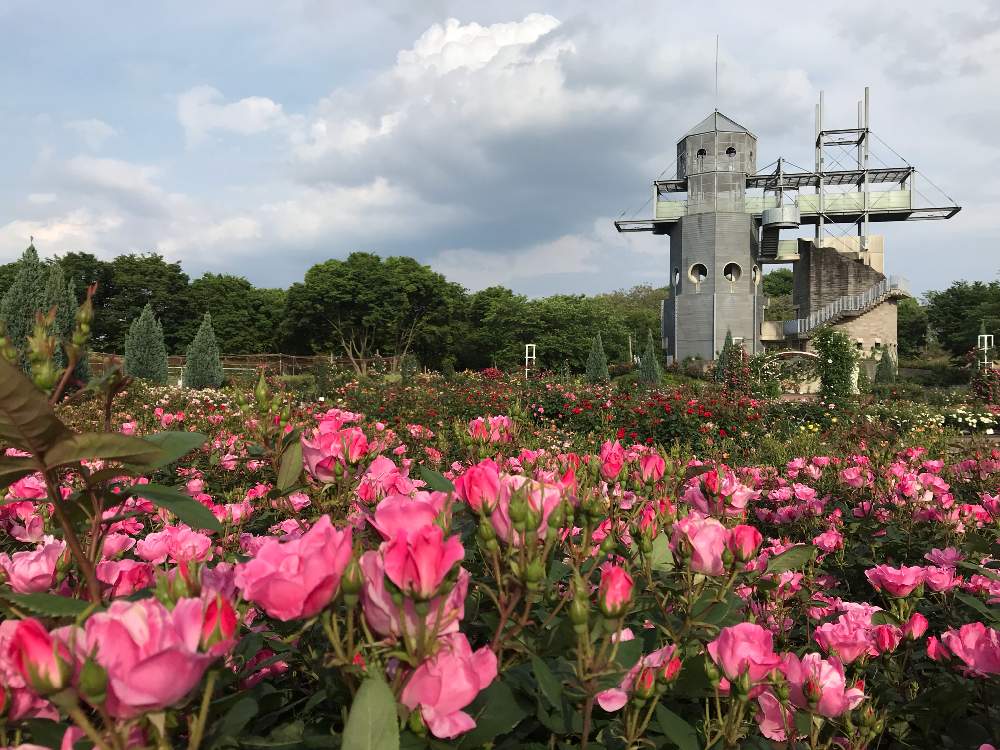 お出かけ先の画像 by りりぃ☆さん | お出かけ先とばら バラ 薔薇と春のバラまつりとカントリーパークと花のある暮らしとばら 薔薇 バラとバラ・ミニバラとiPhone撮影