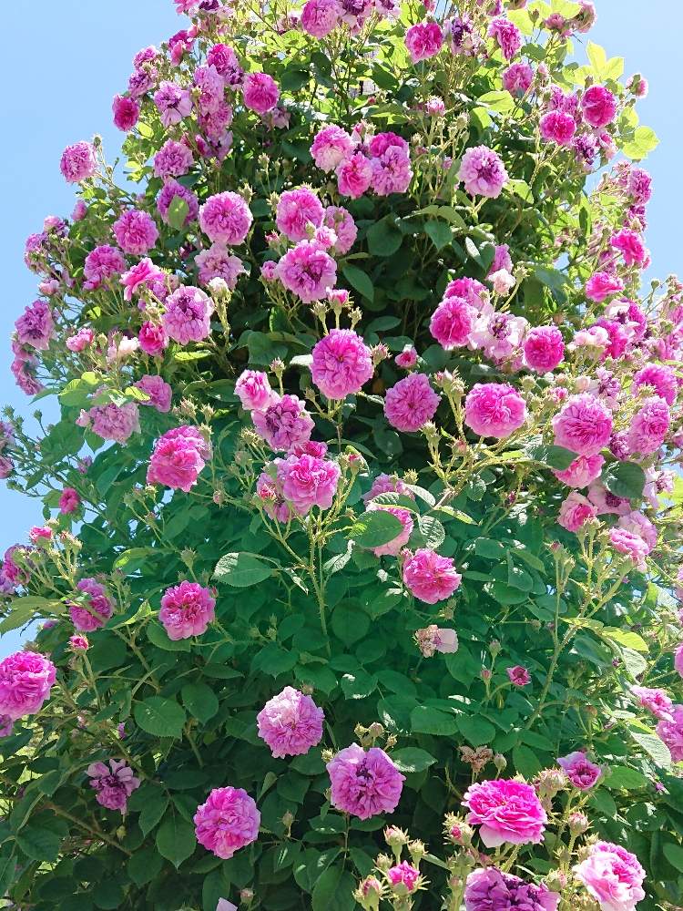 お出かけ先の画像 by まめもちさん | お出かけ先と花のある暮らしと薔薇♪とGS映え