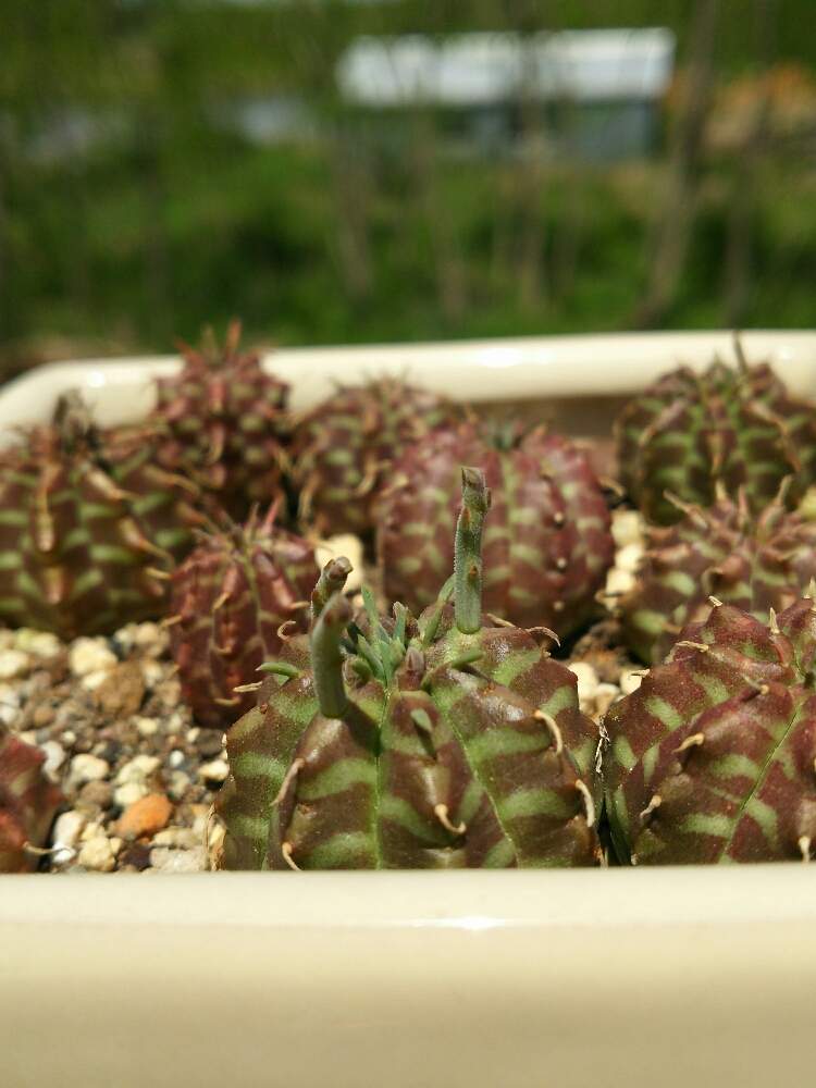 バルコニー/ベランダの画像 by airariさん | バルコニー/ベランダと多肉植物と観葉植物とGS映えと多肉実生と実生記録とユーフォルビア・メロフォルミスと多肉女子と実生とユーフォルビア属。と花のある暮らしとユーフォルビア