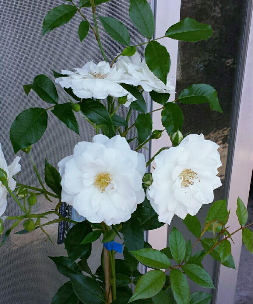 バルコニー/ベランダの画像 by kappy*さん | バルコニー/ベランダとばら バラ 薔薇と休日と癒しとベランダガーデンとアイスバーグ!と花のある暮らしと足利フラワーパーク