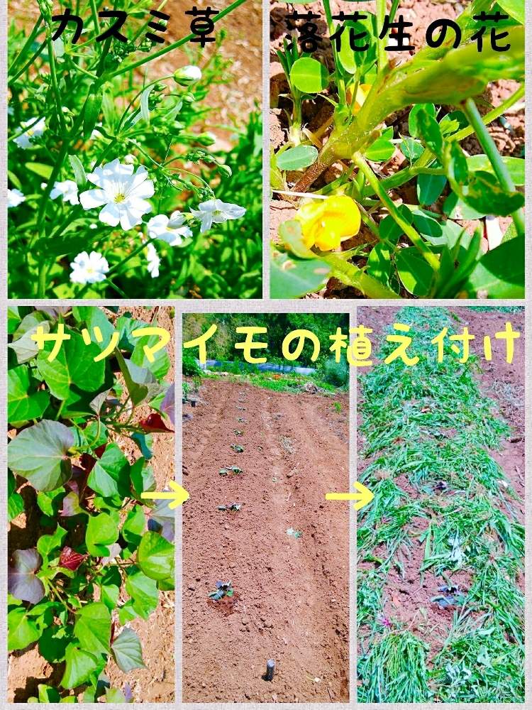 畑の画像 by ルミさん | 畑とグリーンライフ♡と畑の花と植付けと花のある暮らしと家庭菜園奮闘日記