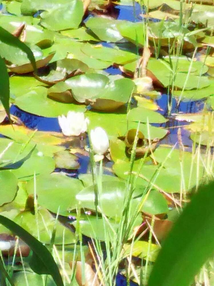 お出かけ先の画像 by はげカッパさん | お出かけ先とハス