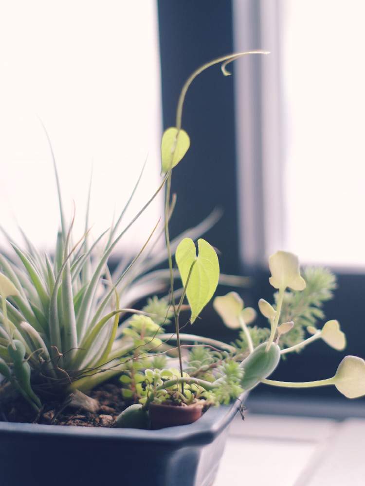 インテリアの画像 by john16さん | インテリアと多肉植物と観葉植物と寄せ植えと寄植えと鉢植えと豆盆栽と『窓辺に飾られた植物』フォトコンテスト
