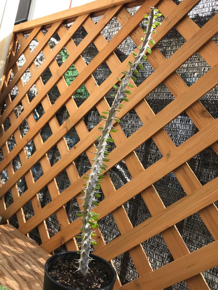 の画像 by mktさん | 亜竜木とAlluaudia proceraとトゲトゲとGS映えとbizarreplantsと珍奇植物とビザールプランツ