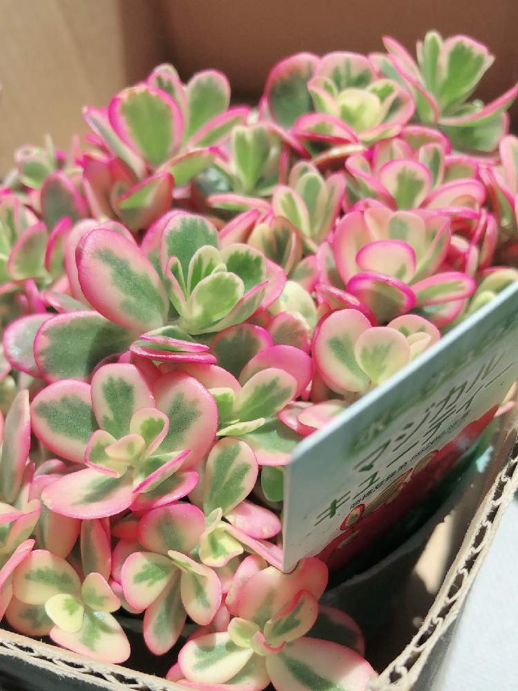 お出かけ先の画像 by Misakiさん | お出かけ先とポーチュラカ マジカルキューティーと多肉植物と多肉大好きと大好きと多肉女子と多肉植物アレンジメントインストラクターとかわいいな♡と千葉タニラーと多肉狩りとグリーンとピンクとピンクとグリーン