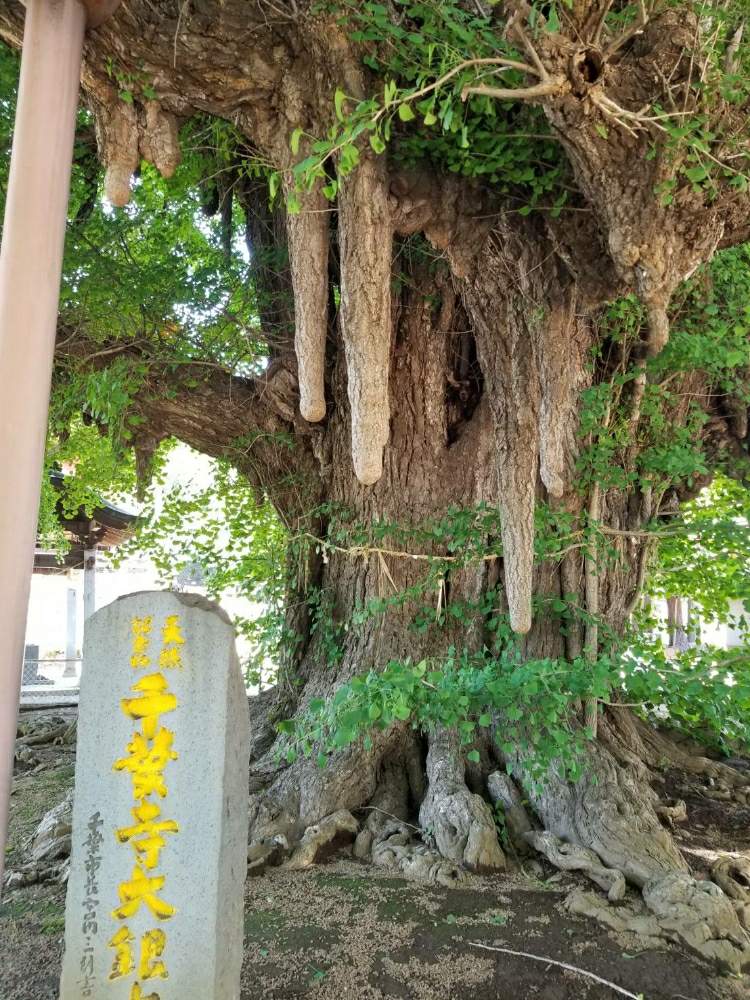 お出かけ先の画像 by ベランダ大好きさん | お出かけ先と多肉植物と千葉県と植中毒と多肉植物とサボテンとタニラーと珍奇植物と花のある暮らしと千葉タニラー
