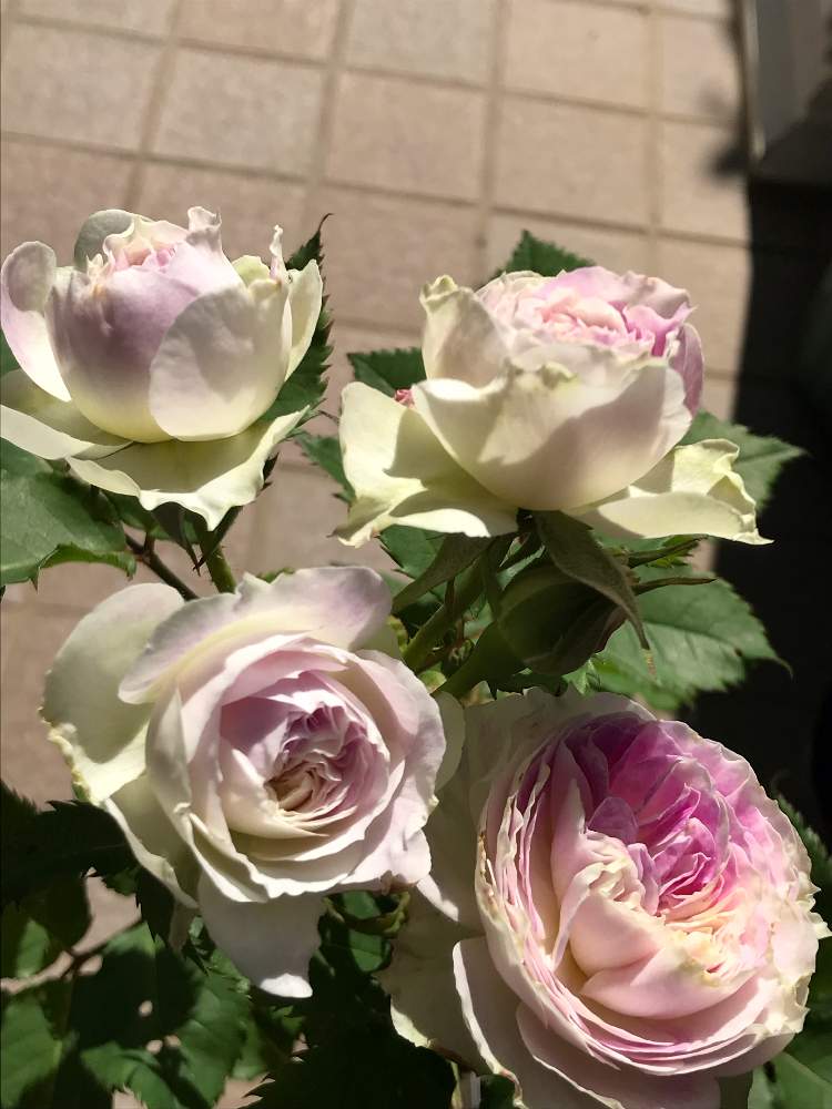 小さな庭の画像 by mamyさん | 小さな庭とバラ ブルームーンストーンとばら バラ 薔薇