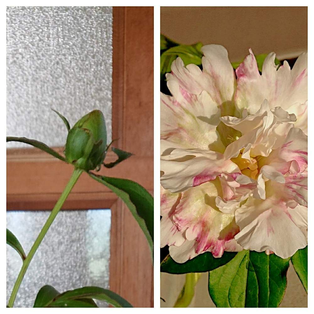 キッチンの画像 by こてきちさん | キッチンと芍薬と切ってしまった蕾と生命力とキュンキュン乙女倶楽部と良いお天気と春がきた♪と可愛い〜♡と元気と会員番号No.236と花のある暮らしと白い花
