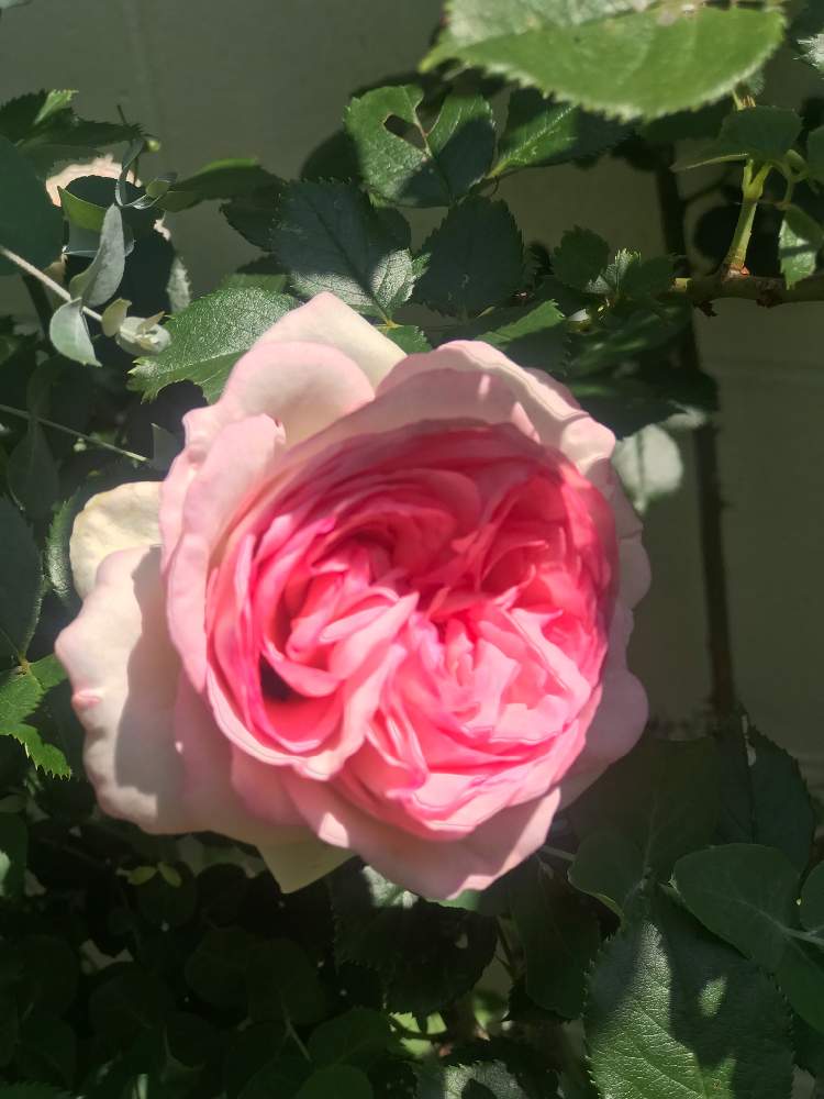 小さな庭の画像 by 華さん | 小さな庭とピェール・ドゥ・ロンサールとHTCとばら バラ 薔薇とGreen&PETを愛する会とGS映えとGS日和と可愛いと花のある暮らし
