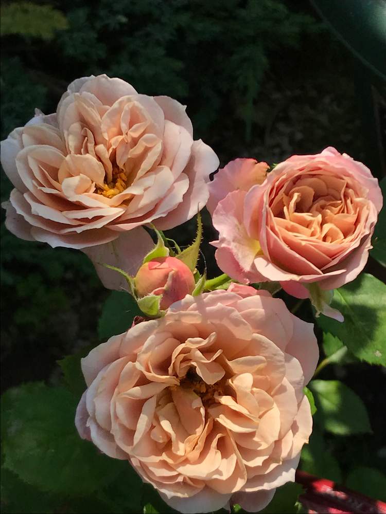 小さな庭の画像 by mamyさん | 小さな庭といおりとばら バラ 薔薇