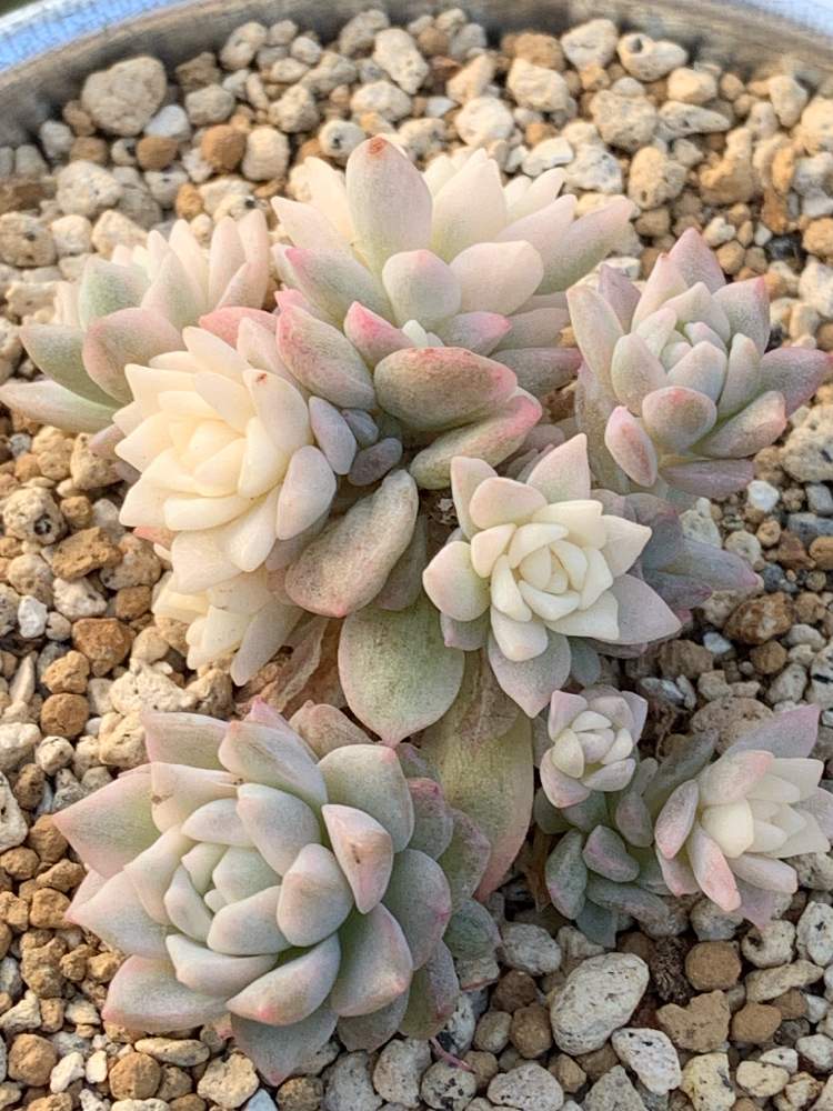 小さな庭の画像 by バスケットさん | 小さな庭とプロリフィカ錦と多肉植物初心者と多肉植物としぞーか勢と多肉植物のある暮らしとエケベリア属と多肉女子とタニラーと鉢植えと小さな小さな庭と静岡と静岡県とiPhone撮影