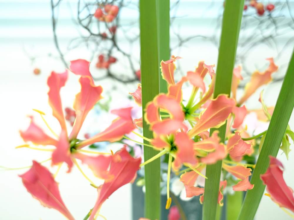 インテリアの画像 by john16さん | インテリアと観葉植物と寄せ植えと寄植えと花かんざし。と花のある暮らしと豆盆栽と切り花