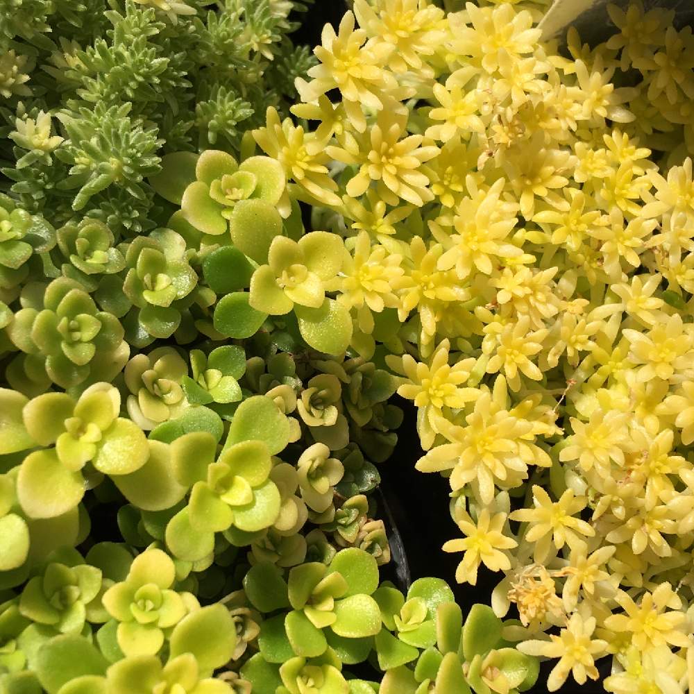 の画像 by 多肉植物専門店 RuPo“ルポ”さん | セダム属とサボテン科とだるま秋麗♡とだるま秀麗✧とRUPOとサボテン*"とRuPoさんと韓国産と和歌山とセダム寄せ植えと和歌山県とセダム寄植えと多肉植物専門店とサボテンの寄せ植えとハルオチアオブツーサと韓国苗と和歌山市と多肉・黒法師とRUPOさんの多肉