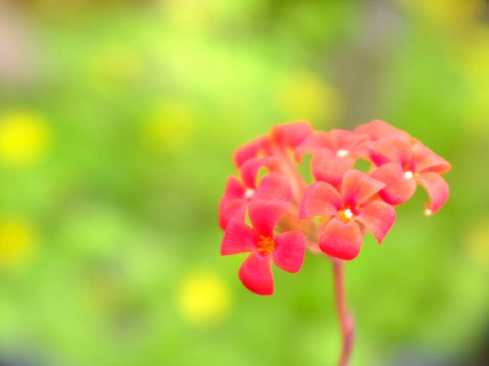 小さな庭の画像 by ®️unjaさん | 小さな庭とカランコエの花と多肉植物と多肉のある暮らしと今日の一枚と緑のある暮らしと花のある暮らし