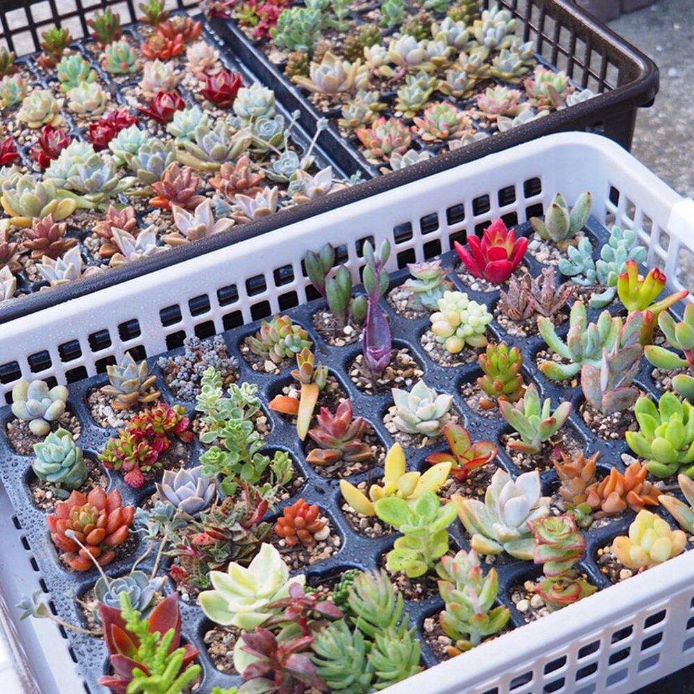 テラスの画像 by herbal tree shop nae-yaさん | テラスと多肉植物いろいろと多肉植物とハーバルツリーショップなえやと植物のある暮らしとnae-yaと多肉植物のある暮らしと新潟タニラーと新潟市と多肉寄せ植え体験とnogreennolifeと多肉寄せ植えワークショップとなえやと多肉植物初心者と多肉女子