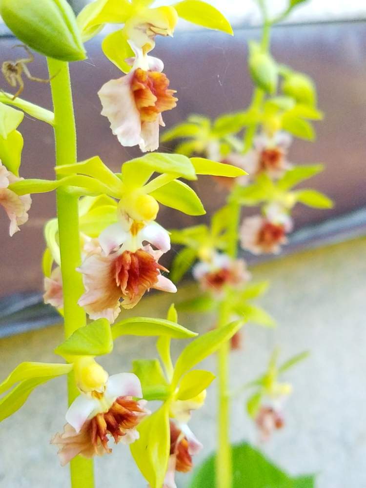 の画像 by たえちゃんさん | 花のある暮らしと植物だいすきとエビネの花
