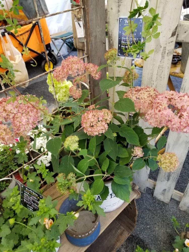小さな庭の画像 by toujours jardin,fukitei(トゥージュール ジャルダン フウキテイ)さん | 小さな庭とピンクアナベルと福山とガーデン雑貨と福山市とニゲラ グリーンマジックと広島ロハスとクリソセファラム♡とインテリアと植物と植中毒と岡山と雑貨と廿日市市と広島とアナベル大好き❗️と花のある暮らしとジャンクガーデンとロハスフェスタとGREEN UP!とエリンジューム❇︎とロハスフェスタ広島とシッサスガーランド.