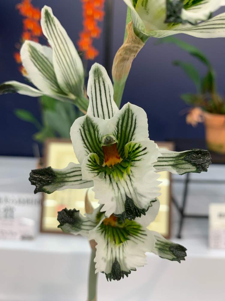 お出かけ先の画像 by ちさぴーさん | お出かけ先と令和最初の植物と蘭の花とGS映えと植中毒と洋ランとうれしい!と花のある暮らしとかわいいな♡と花が好きと洋ランの花とサンシャインらん展