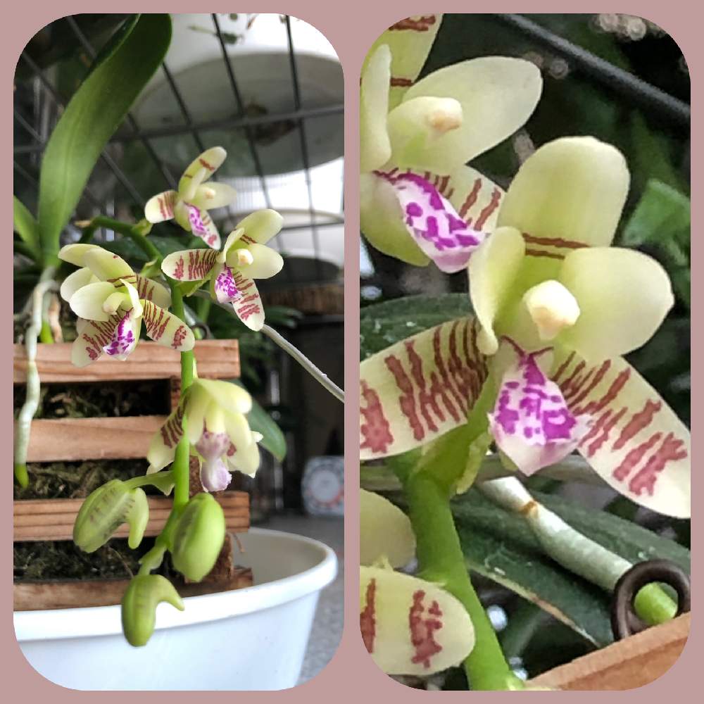 窓辺の画像 by hiroさん | 窓辺とナゴランと令和最初の植物と洋蘭と観葉植物と冬越しと部屋の中とハオルチア属と山野草とGS映えと珍奇植物と花のある暮らしと東洋蘭とGREEN UP!とエビネ蘭と四季の花とバルコニスト