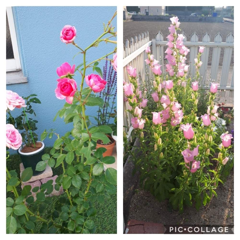 広い庭の画像 by Tomoさん | 広い庭と植中毒と憧れの薔薇とガーデニング初心者と雑貨大好き❤と花のある暮らしとたくさんの花が咲く庭にしたい。といいね♥ありがとうございます✨