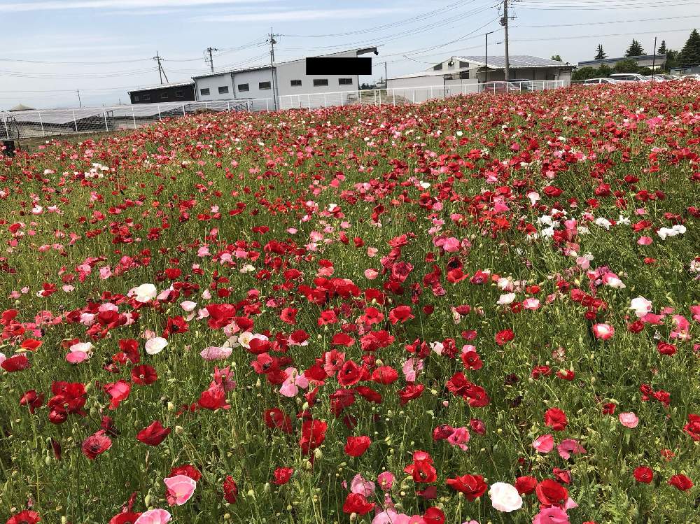 の画像 by 有限会社スリーフラワーさん | ポピーと本庄市と前橋市と観葉生産者と伊勢崎市と園芸店とGSのみなさんに感謝♡と今日の一枚と生花とおでかけ先と埼玉県とガーデニングと花のある暮らしと群馬県とスリーフラワー