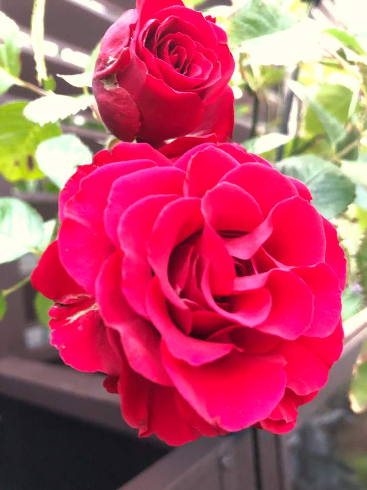 小さな庭の画像 by tirolchocoさん | 小さな庭とばら バラ 薔薇とロゼット咲きと真っ赤なバラと綺麗と花のある暮らし
