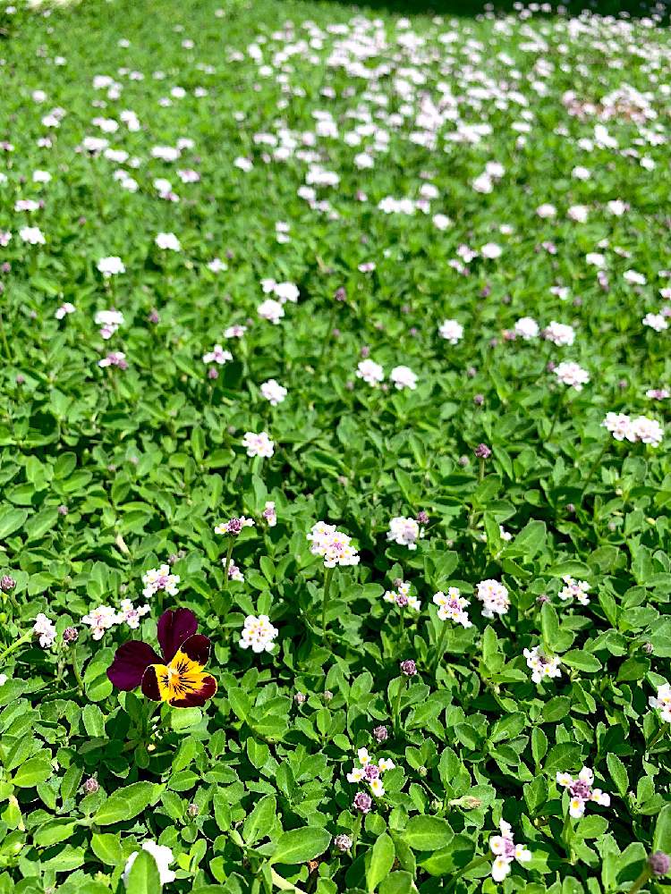 小さな庭の画像 by サニーさん | 小さな庭とビオラとクラピアk5とクラピア部とムラサキの花と満開と綺麗なミドリと葉っぱとピンク❤︎ピンクとGS映えときれいと白系の花と花のある暮らしとかわいいとお花とグランドカバーと咲いた!