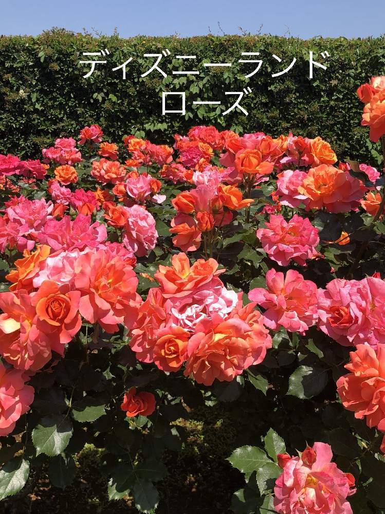 お出かけ先の画像 by naruさん | お出かけ先と花の写真と京成バラ園と癒しと可愛い花と可愛いとバラ・ミニバラ