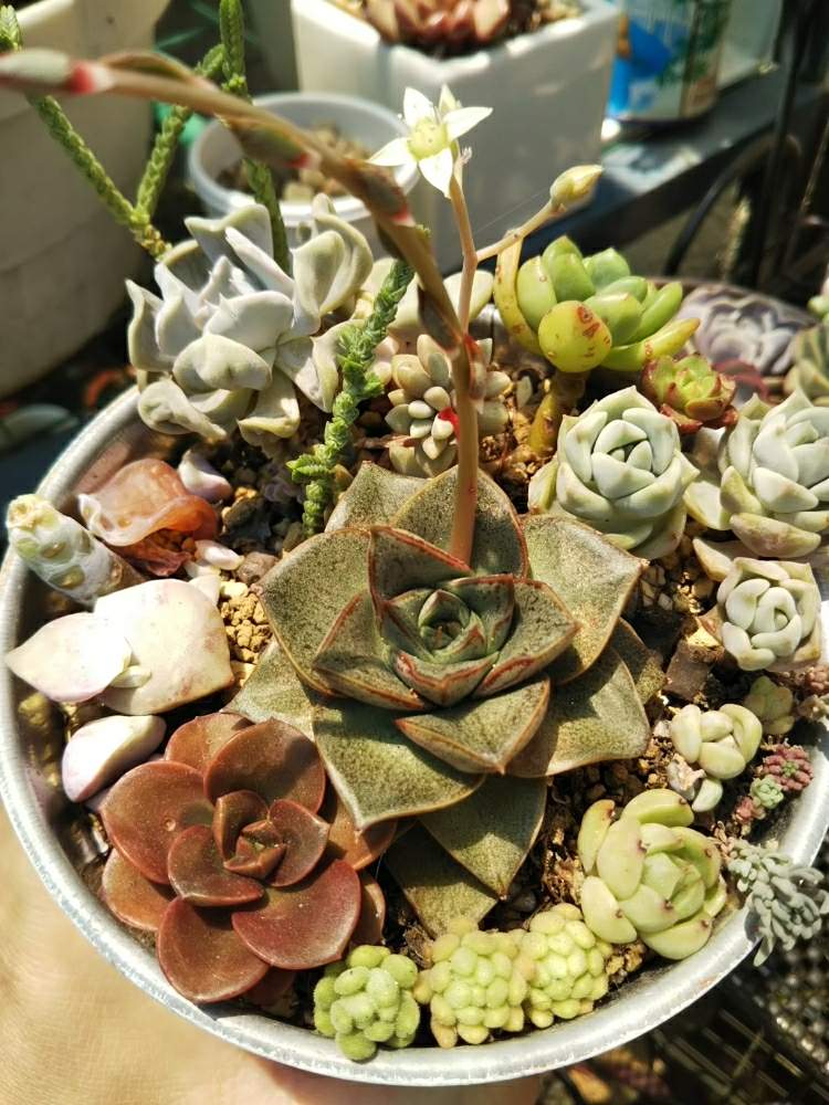 の画像 by 環さん | トップシータービーとウインクレリーとヤマトニシキとクロマと多肉植物とバラバラ事件と植中毒と環CANDO鉢と癒やしの時間と成長記録