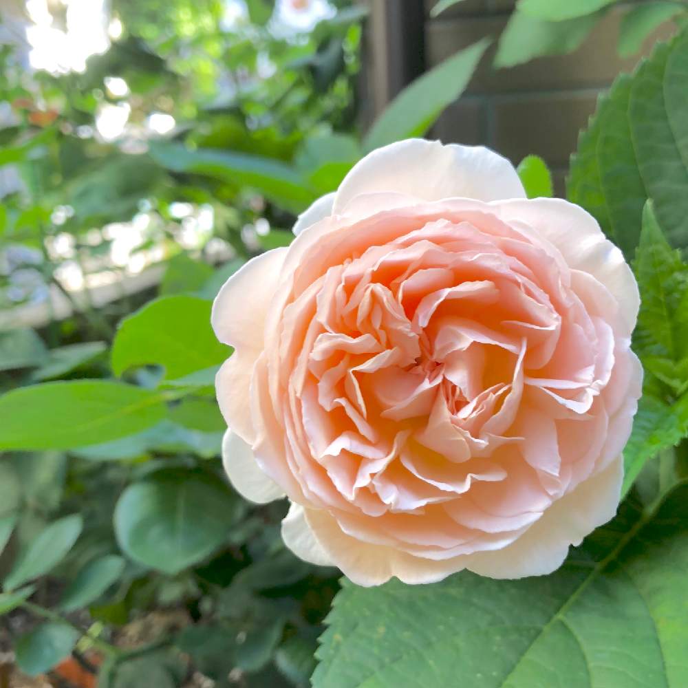 アプローチの画像 by wakoさん | アプローチとバラとメルヘン ツァウヴァーとメルヘンツァウバーと薔薇愛同盟とお庭を彩るお花・樹木フォトコンと香りのいいお花と花のある暮らしとバラ・ミニバラとやっぱり花が好き♡と香りのバラ