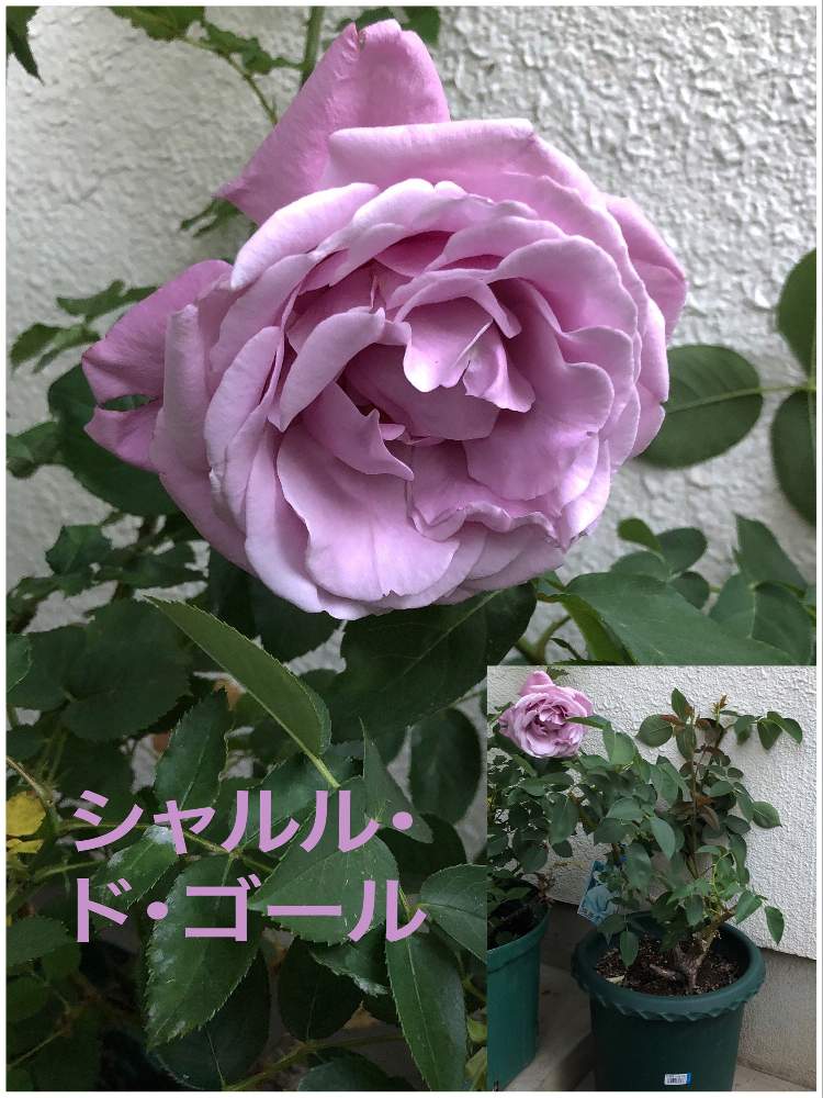小さな庭の画像 by Citrusさん | 小さな庭とシャルル・ド・ゴールとばら バラ 薔薇と強香のバラとバラ 鉢植えと香りの良いバラとバラ 人名