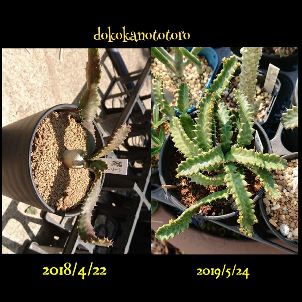 車庫の画像 by イエローフィンガーさん | 車庫とユーフォルビア飛竜と飛竜とEuphorbia stellataと多肉植物とEuphorbiaと千葉県とタコものとマイコレクションとユーフォルビアタコ物と植中毒とユーフォルビア 飛竜と多肉植物とサボテンとわが家の多肉さんとEuphorbia stellataと珍奇植物とカクタス長田とユーフォルビアと千葉タニラーとビザールプランツと塊根植物とコーデックスとマイブームと高級タコ
