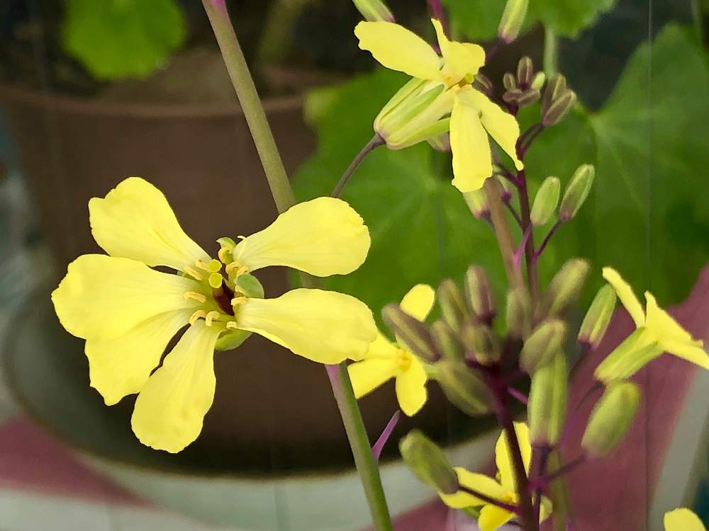 デスクの画像 by 織家さん | デスクと葉牡丹の花と山形とやっぱり斑入りが好きとおもてなしの花とどこでも植物と純白が好きと黄色いお花大好き協会とほんのりピンクが好きと花のある暮らしと職場も育場とiPhone撮影と種とり好き( 灬˙罒˙灬 )