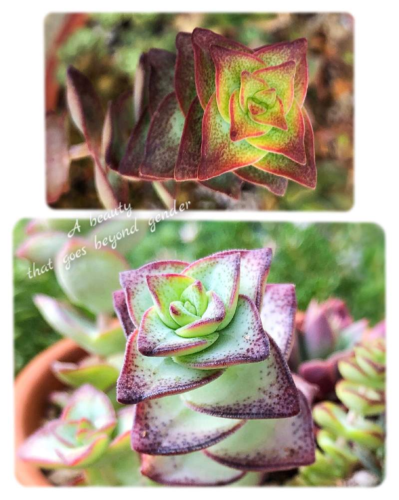 小さな庭の画像 by COOさん | 小さな庭と多肉植物とクラッスラ属と多肉大好きと普及種バンザイと星乙女☆と多肉女子とタニラーと星の王子☆