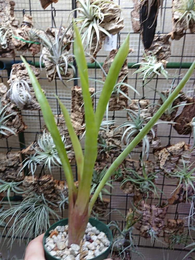 部屋の画像 by モッティさん | 部屋とケスネリア セイデリアナと植物のある暮らしとケスネリア属と植中毒と珍奇植物と温室暮らし