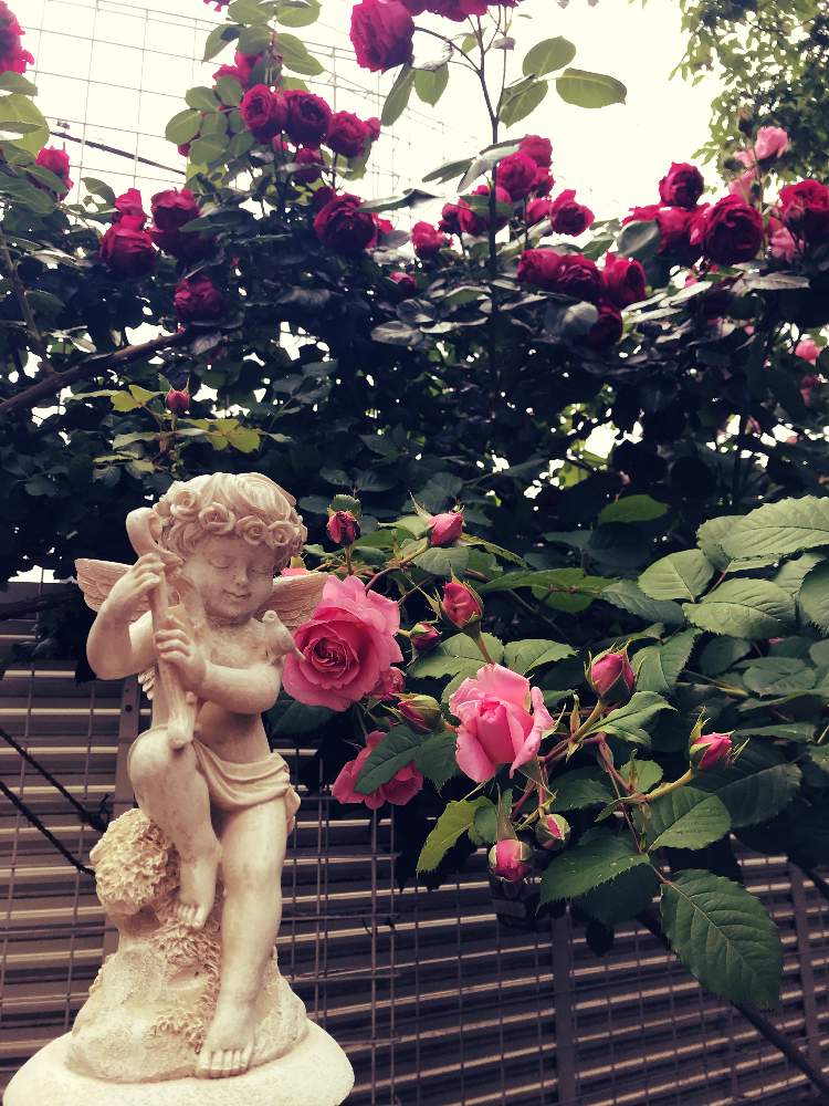 小さな庭の画像 by Mystique garden さん | 小さな庭と薔薇とピンクのバラと真っ赤な薔薇とバラ・ミニバラとピンク❤︎ピンクと真っ赤なバラとフローリスト&ガーデナーローズとエンジェル