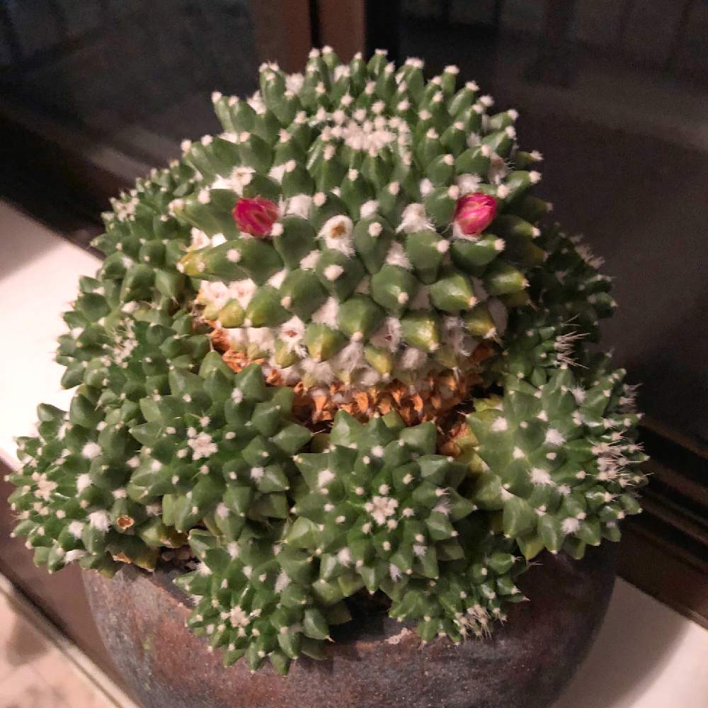 バルコニー/ベランダの画像 by Green美容師いのっちさん | バルコニー/ベランダとエルサムと多肉植物と多肉男子とサボテン科と観葉植物とグリーンのある暮らしと寄せ植えとお誘いとお庭を彩るお花・樹木フォトコンと相談とタニク男子と花のある暮らしとGREEN UP!と多肉寄せ植え