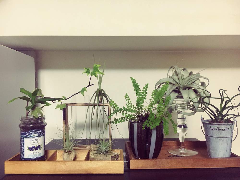キッチンの画像 by life'sさん | キッチンと植物男子とGS映えと植中毒と工作と植物のある暮らし。と成長記録とインテリアグリーンとエアープランツ/チランジア