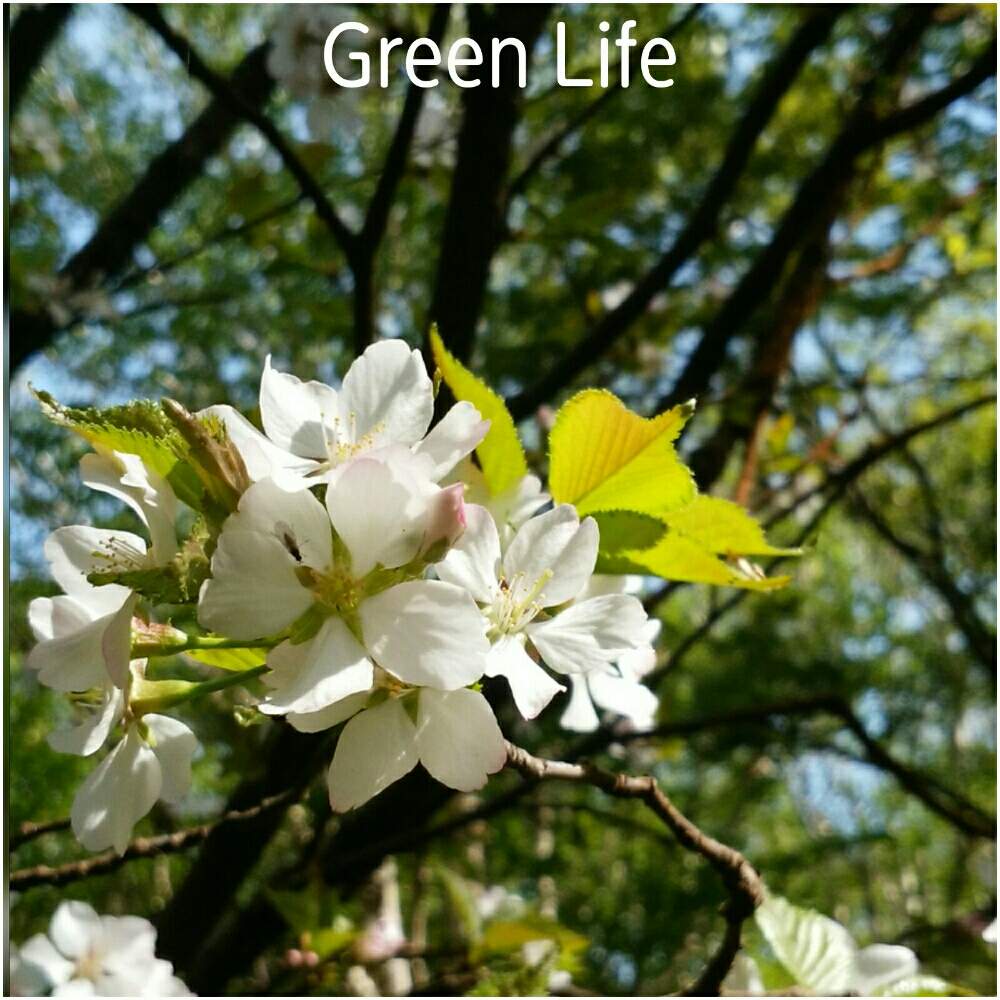 お出かけ先の画像 by taroさん | お出かけ先とギュットby♡meとgreen lifeと奥入瀬渓流とけーpic祭とレッツゴー三匹