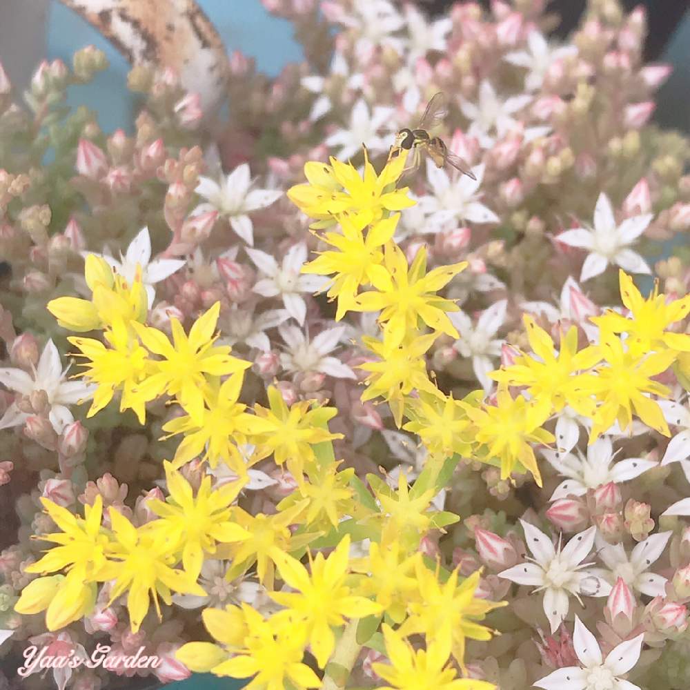の画像 by やぁさん | セダム属と多肉植物とたにおたくらぶNo.14♡とちいさな幸せ♡とバラと夢CLUBと多肉女子と❤️いいね、ありがとうとかわいいな♡とセダムのお花とたにおたくらぶ