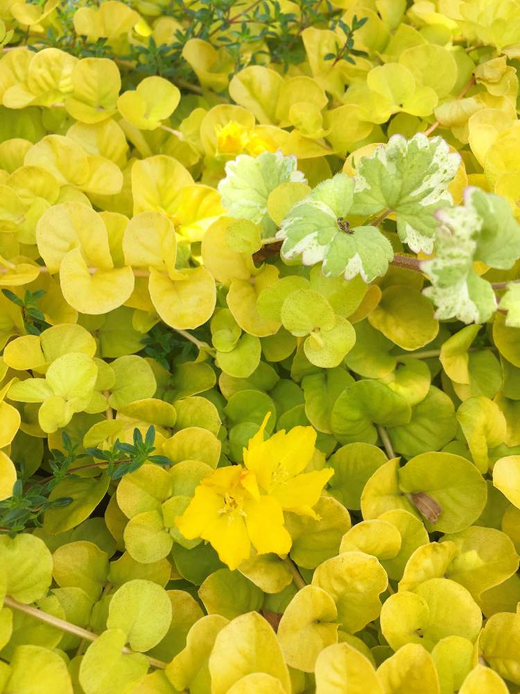 広い庭の画像 by ちいさん | 広い庭とリシマキアと斑入りグレコマと開花と観葉植物と放置栽培と庭の植物と植中毒と今日の花と花のある暮らしと雑草対策とグランドカバー