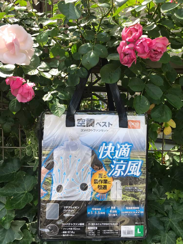 小さな庭の画像 by kasugiさん | 小さな庭とニュードーンとつるバラ アンジェラと花のある暮らしとGS映え