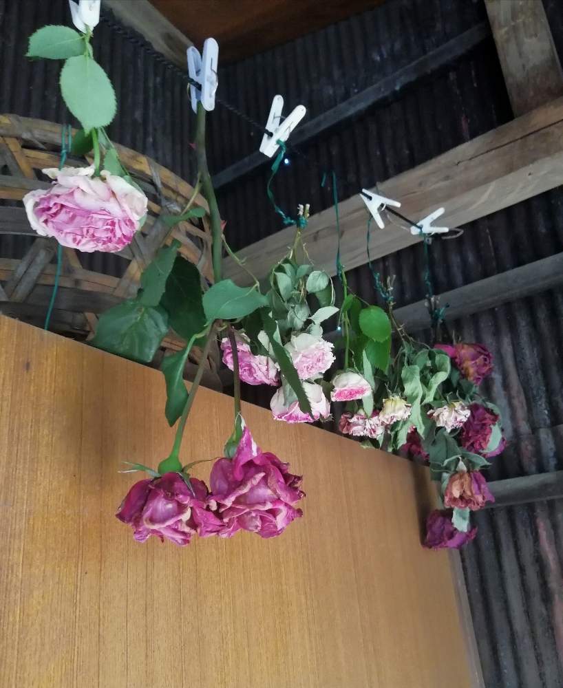 車庫の画像 by こぼれだね*くんさん | 車庫と薔薇とHTCとばら バラ 薔薇とドライフラワーとドライフラワーのある暮らしとおきにいり ♡とギヨーとガーデニングと花のある暮らしと大人かわいい♪