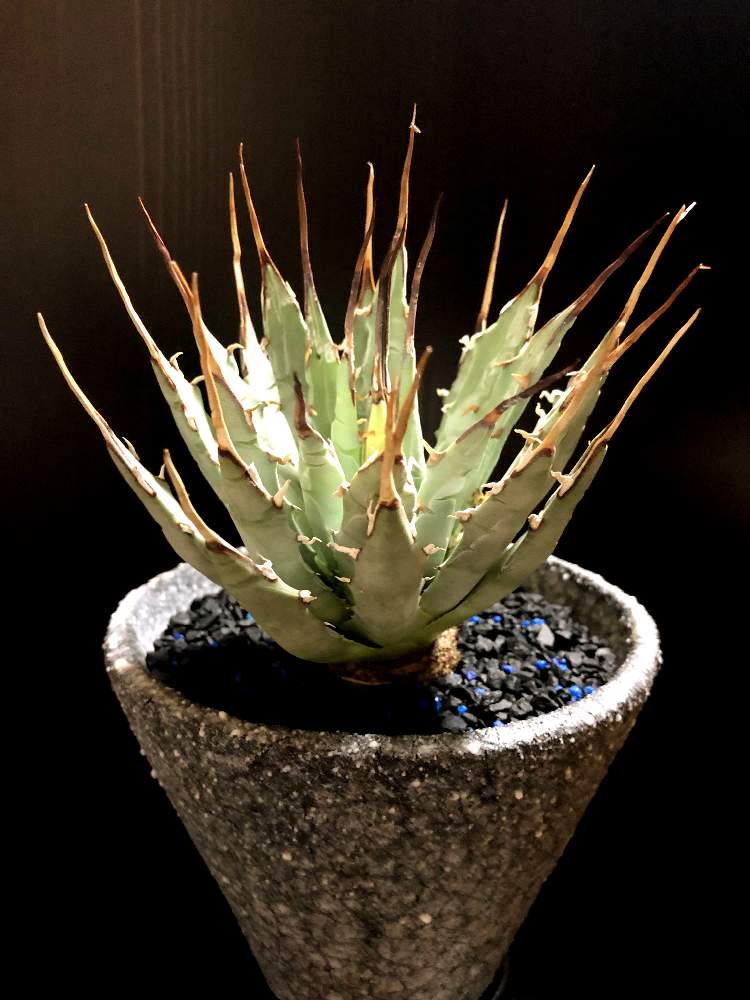 バルコニー/ベランダの画像 by good_guyさん | バルコニー/ベランダと多肉植物とEuphorbiaとcactusとオトンナ属とtylecodonとサルコカウロン属とフィランサス ミラビリスとユーベルマニア ペクチニフェラとCerariaとCaudexと多肉女子と塊根植物と珍奇植物とPachypodiumとaloeとagaveとOperculicaryaとGREEN UP!とCopiapoaとstyle_of_chika