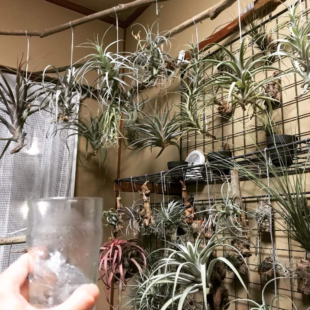 部屋の画像 by field_tailさん | 部屋とティランジア属と植中毒とチランジア属とチランジアコーナーと室内管理とエアプランツとエアープランツ/チランジア